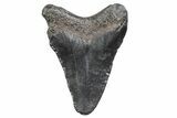 Juvenile Megalodon Tooth - South Carolina #370165-1